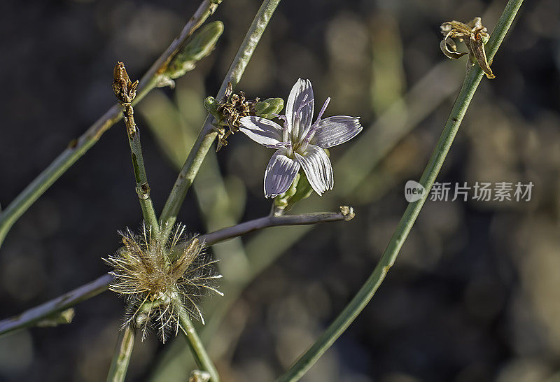 沙漠Milk-aster;Stephanomeria pauciflora;菊科;白色山脉;因约国家森林;阴阳县;加州;盆地和山脉省;